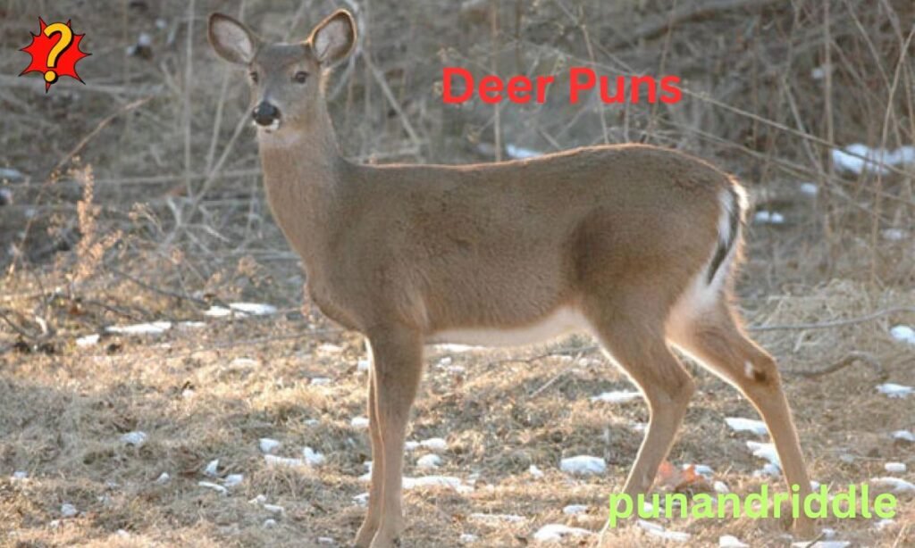 380+ Funny & Cute Deer Puns: Short One-Liners, Jokes & Instagram Captions That’ll Make You Fawn